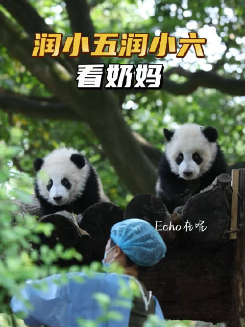 #大熊猫园润[超话]#  10.25五五六六太乖了，一起在栖架上看奶妈忙碌