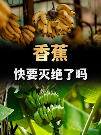 香蕉随处可见，为什么说快要灭绝了？以后我们还能吃到吗？ （1）