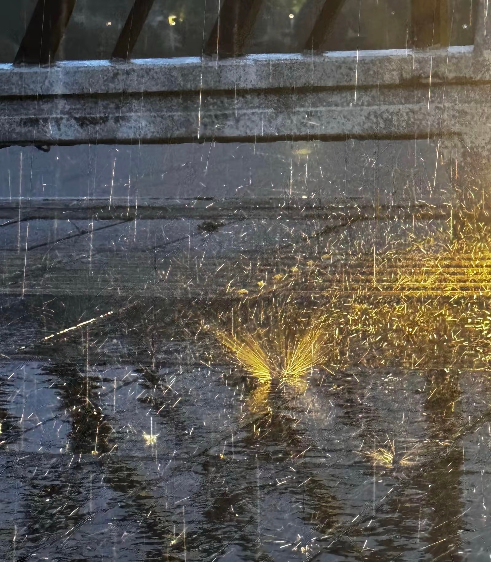 原来雨蝶是这么来的！！从小一直以为雨蝶是雨中的蝴蝶，太浪漫了吧👏👏👏 <p class="imgbo