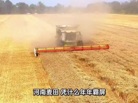 河南麦田凭什么霸屏全网