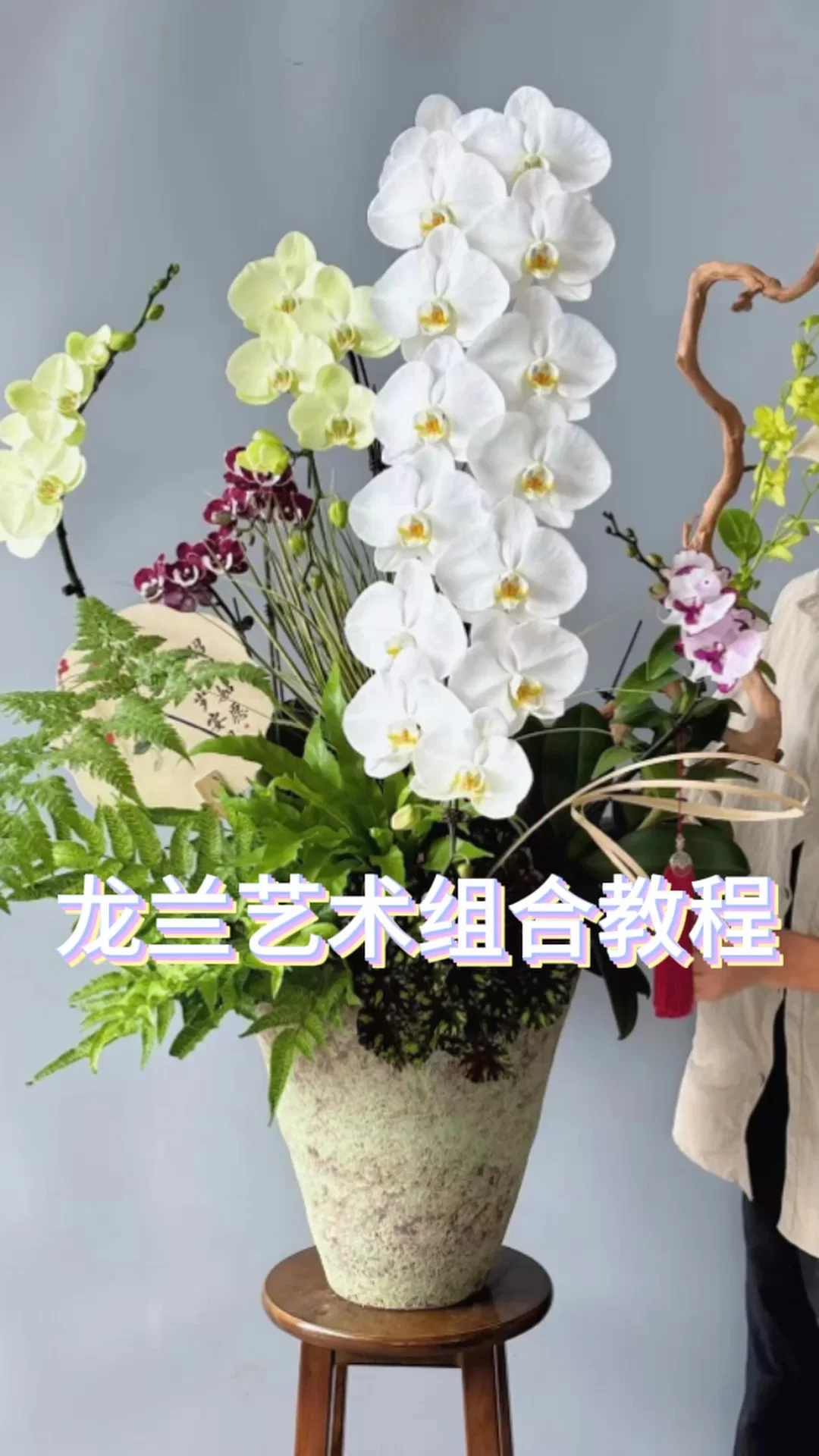 蝴蝶兰课程｜龙兰艺术组合Vlog