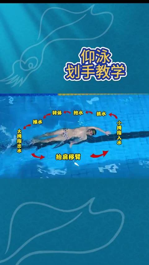 仰泳手臂划水动作要领讲解  ​​​