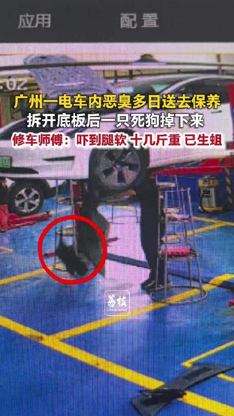 【#车内恶臭修车时掉出1只死狗##师傅修车掉出死狗被吓到腿软#】10月11日，广州白云区，车主因电车