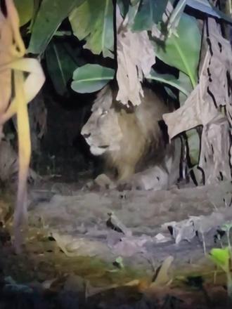 来地里赶野猪的村民遇到抓野猪的亚洲狮