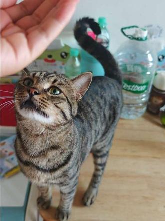 谁说狸花猫不可以很粘人呢！！！？
