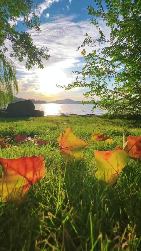 🔆𝒢𝑜𝑜𝒹 𝓂𝑜𝓇𝓃𝒾𝓃𝑔◞🍁 秋是沉淀，亦是自愈，接纳时序