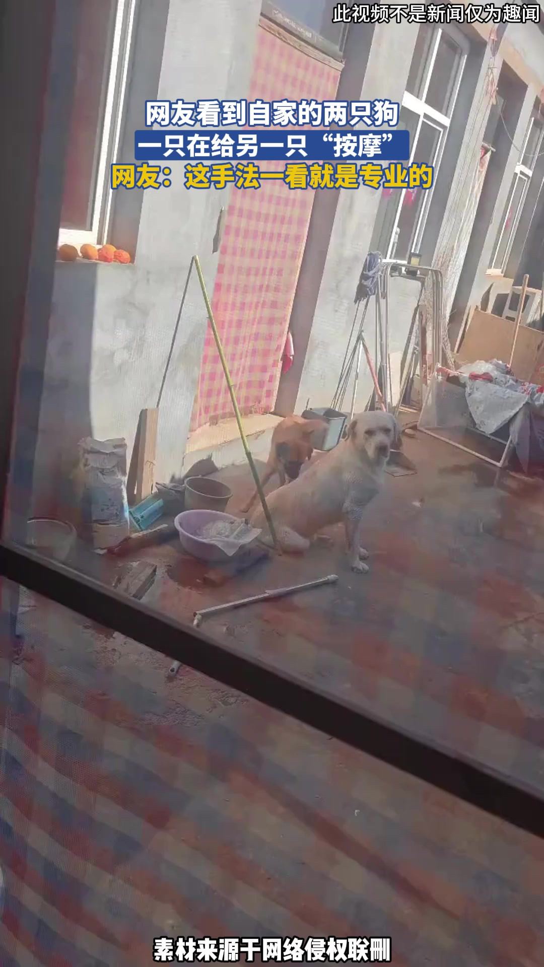 网友看到自家的两只狗，一只在给另一只“按摩”网友：这手法一看就是专业的