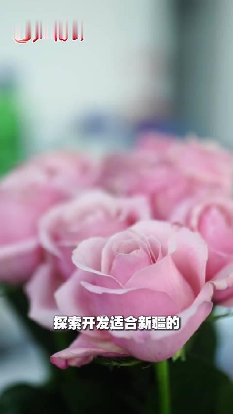 【静待花开！#娇龙月季扎根天山#[鲜花]】10月29日，拥有自主知识产权的新品种“娇龙”月季鲜切花在