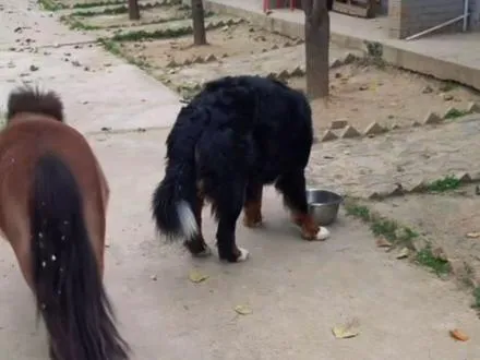 一个敢让一个敢吃，小矮马咖妃的吃货心思真的太逆天，竟然要抢食伯恩山拿铁的饭盆哈哈