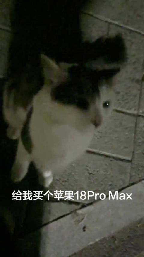 #猫 我瞅你像苹果18ProMax#  哈哈哈就这样压力一只小猫！“让猫给我买苹果18ProMax”
