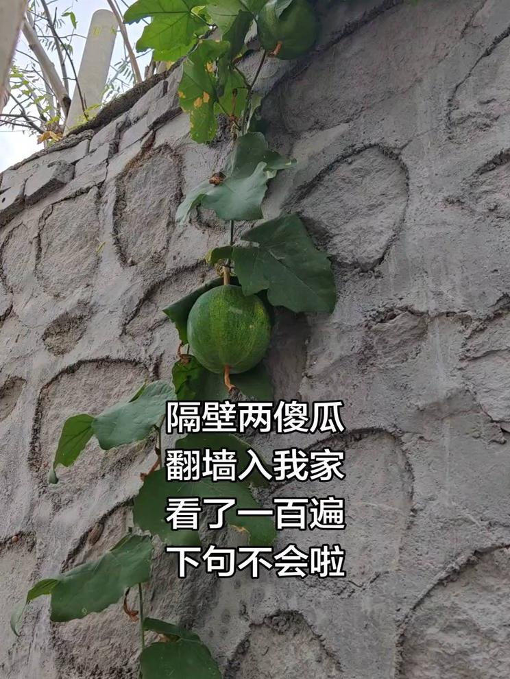 隔壁两傻瓜 翻墙入我家 看了一百遍 下句不会啦