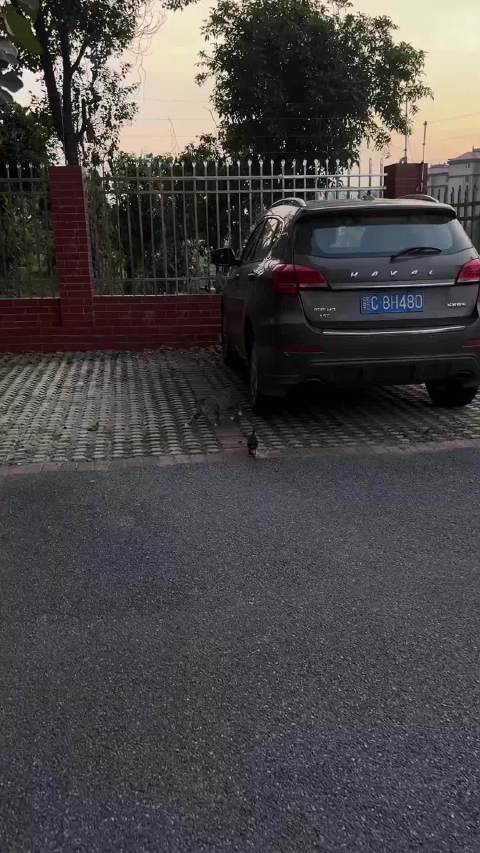 猫妈：快，儿砸，叫人小猫：人！！！  ​​​
