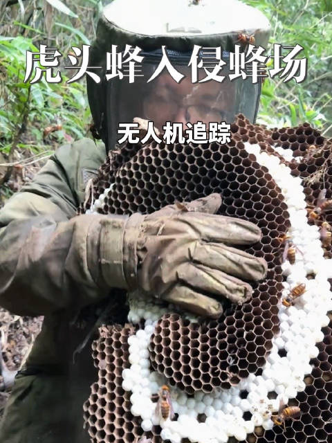 用无人机对付入侵蜂场的虎头蜂太奏效了！先给它标上定位，直接就能找到老巢一锅端～#虎头蜂##一分钟精选