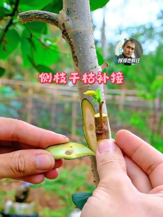 侧枝干枯补接 老桩侧枝干枯别着急丢弃！芽接嫁接换枝实操，削砧木插接穗对齐形成层缠膜