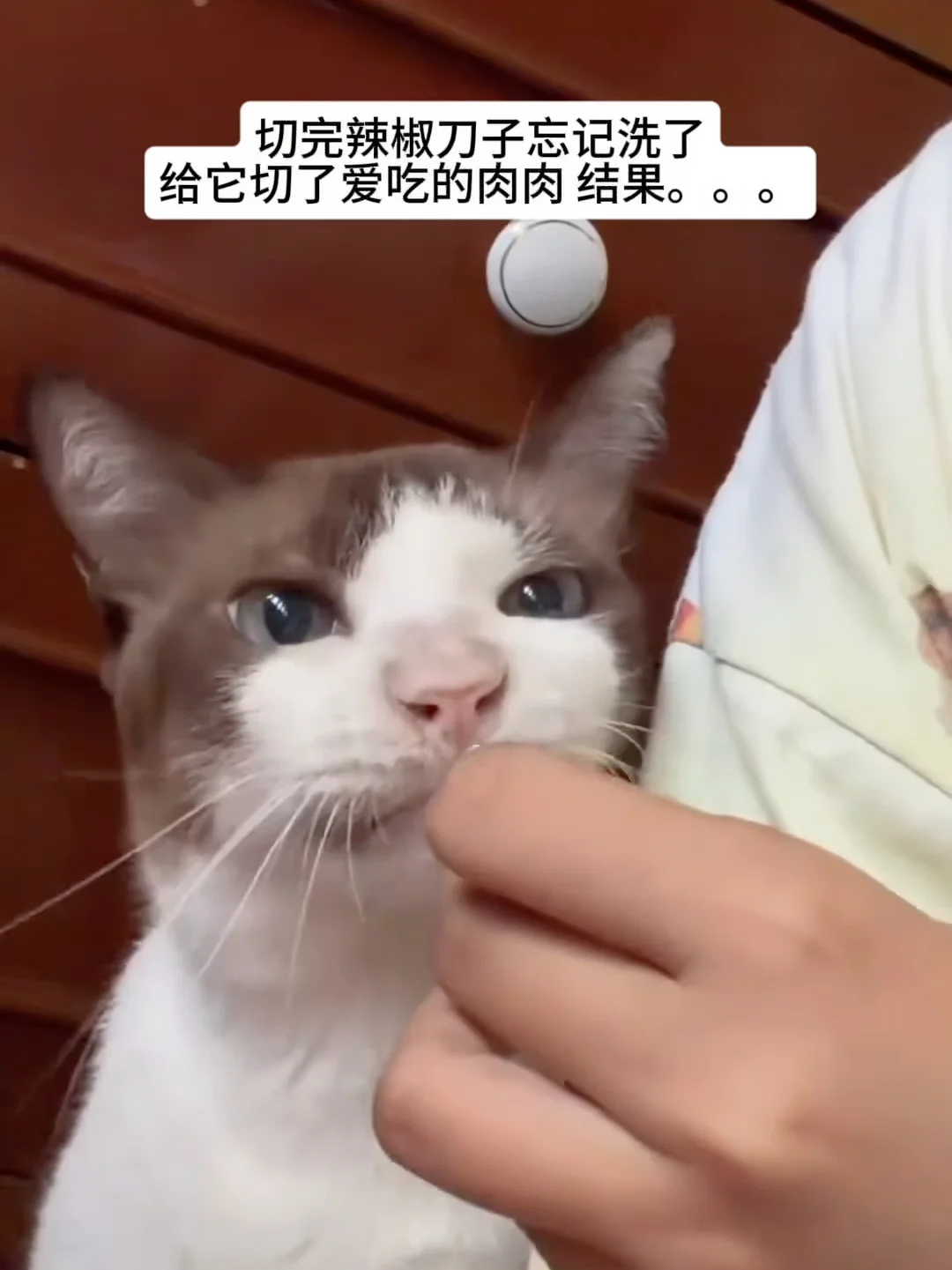 猫：这肉不太对劲😡