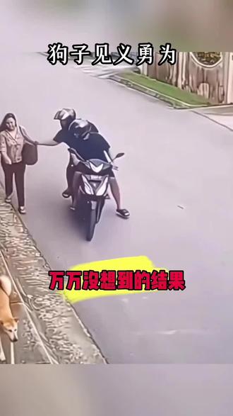 狗狗很勇敢