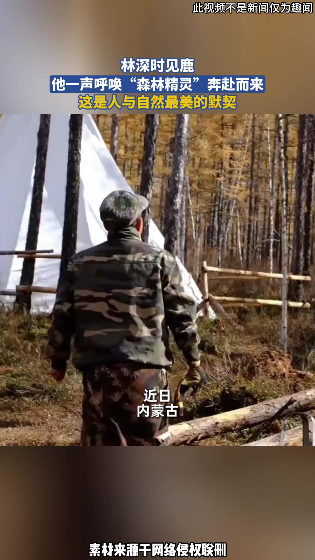 林深时见鹿，他一声呼唤“森林精灵”奔赴而来，这是人与自然最美的默契