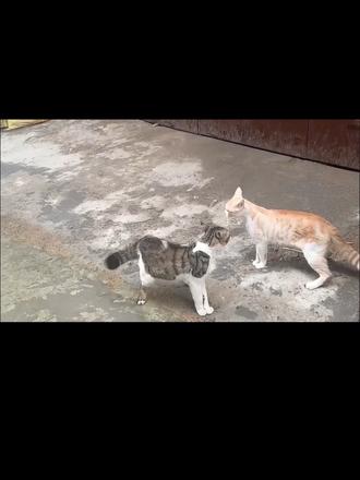 黄猫突然袭击狸猫 双方打完后 互相对话 咱们也不知道说的是啥 有知道的吗