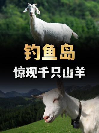 钓鱼岛惊现千只山羊，破坏植被扰乱平衡，这些羊是从哪里来的？ （1）