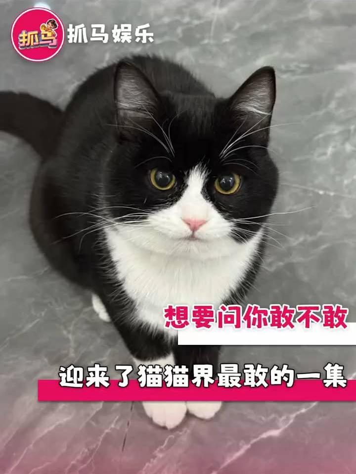 猫猫界有自己的想要问你敢不敢