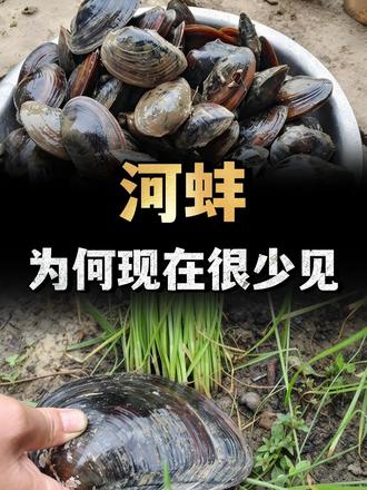 农村河沟里常见的河蚌，为何现在很少见了？河蚌很难吃吗？ （1）