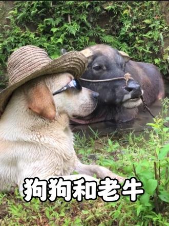 和牛一起长大的狗狗，乖巧懂事的让人心疼