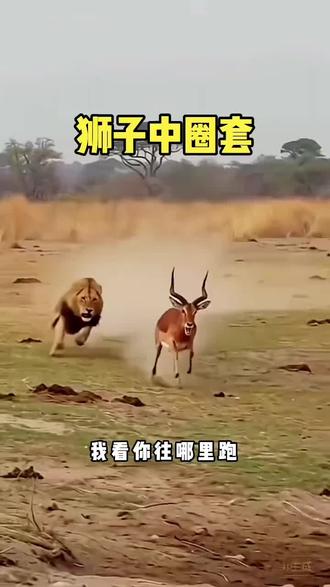 狮子中圈套了