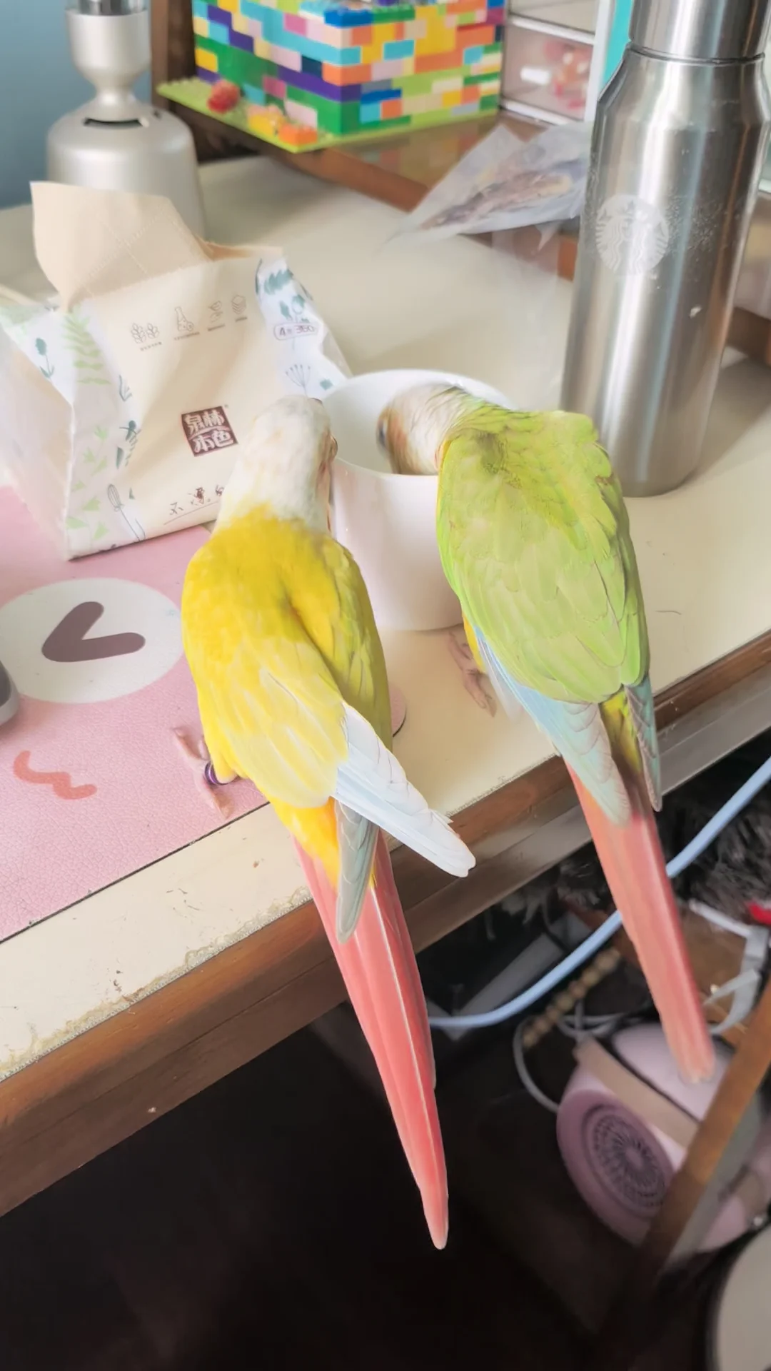 小鸡小鸡 你们的尾巴好长呀～