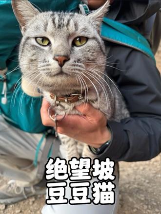 绝望坡的猫咪“豆豆”被驴友们反复带下山，回趟家堪比取经