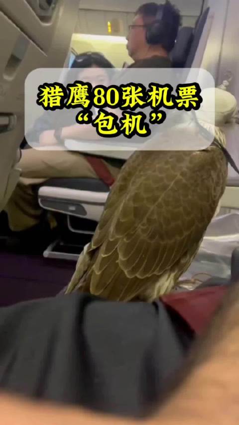 猎鹰80张机票“包机”看看怎么回事～#一分钟精选视频扶持计划# ​