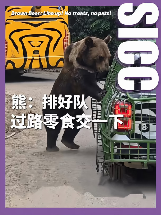 动物园棕熊“私设关卡”拦车讨零食