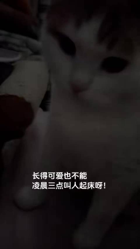 小猫半夜三更叫醒主人，可爱也不行呀宝宝  ​​​