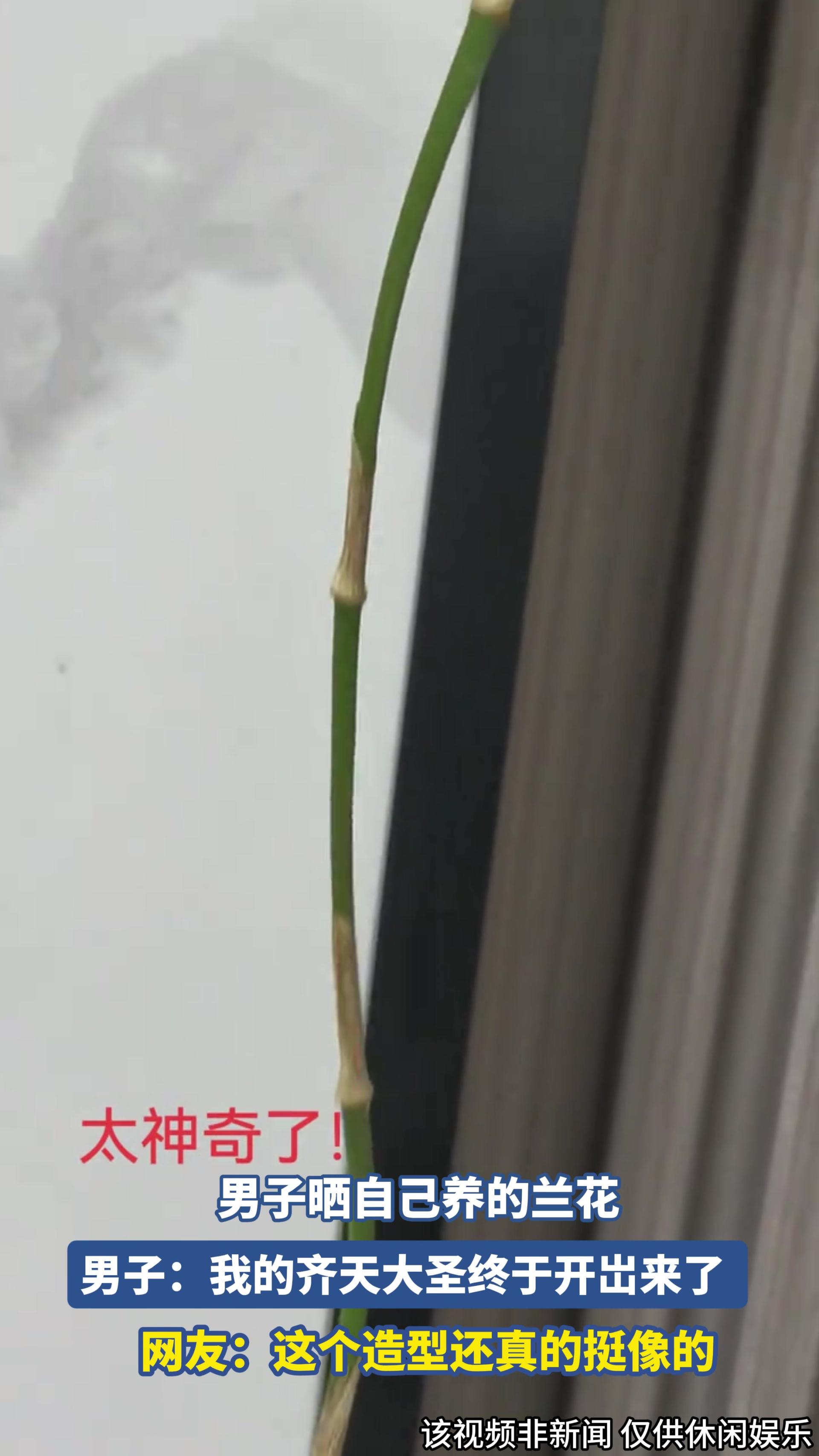男子晒自己养的兰花，男子：我的齐天大圣终于开岀来了 .