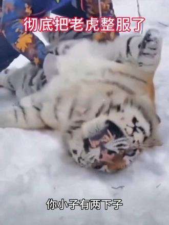 这一声“喵”没把我乐死……😂🔥