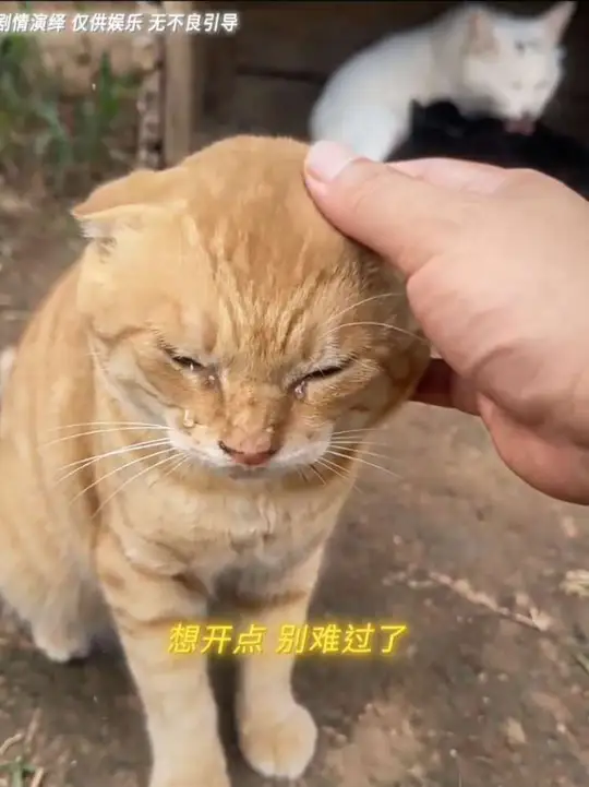 “看似安慰猫咪实则安慰自己…”