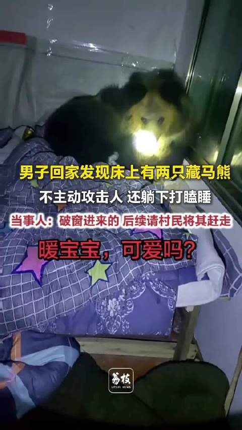 【#男子回家发现床上2只藏马熊##藏马熊破窗进居民家睡觉】
