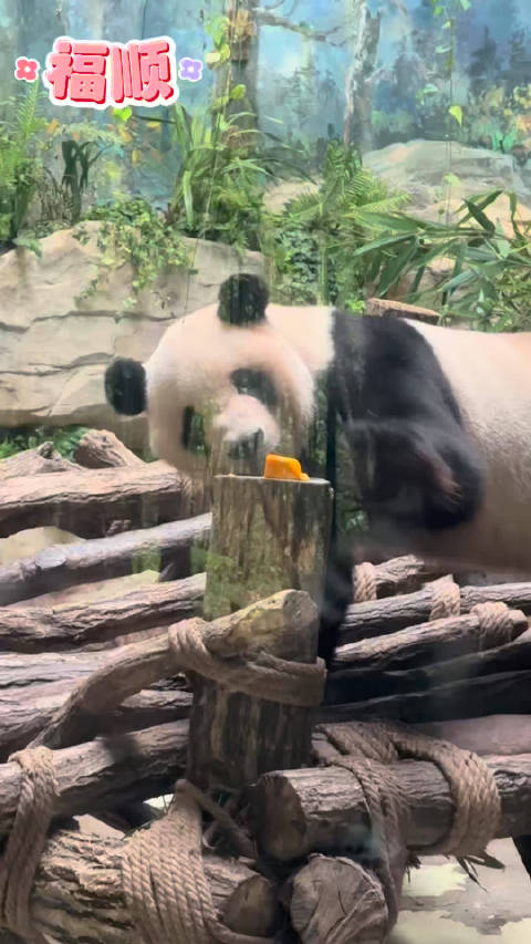 福顺：奶爸，这些留给我糕子弟吃