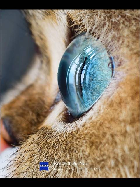谁能拒绝有蓝宝石的小猫咪 #猫差点混到月子餐了##猫[超话]##小猫咪# @微博萌宠