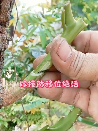嫁接防移位绝活 独特的套管定位嫁接，钢针穿插固定接穗，接头稳固，不容易松动脱落
