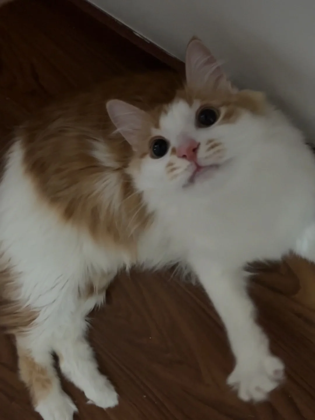 猫弟弟也很萌