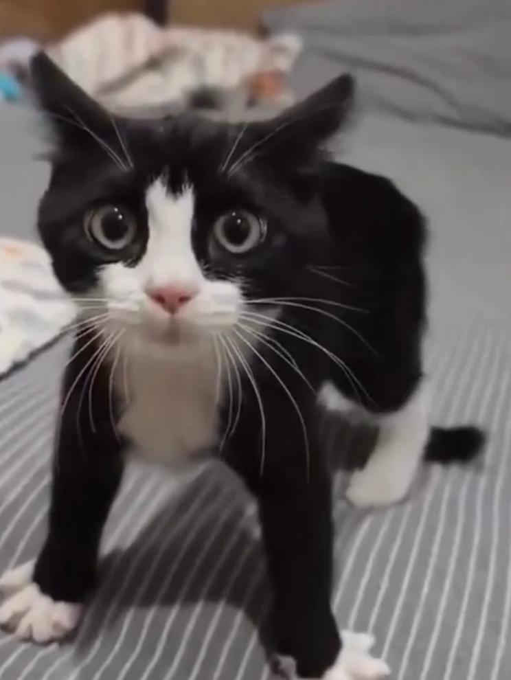 猫不知道如何当猫
