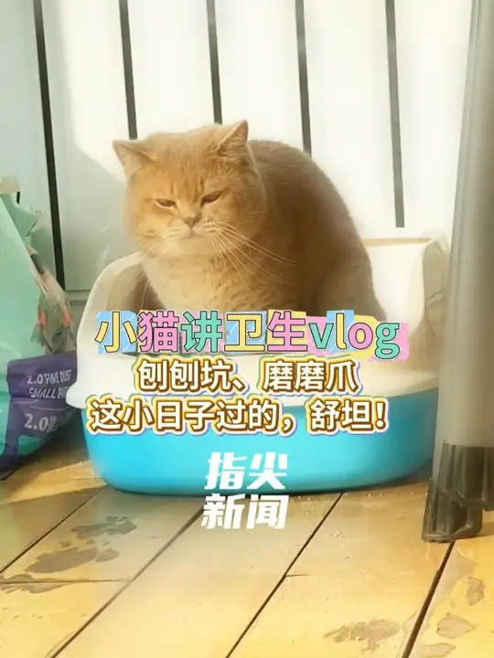 #媒体原创 小猫讲卫生vlog 刨刨坑、磨磨爪 这小日子过的，舒坦！ （编辑 张祉豪 责编 王牡丹）