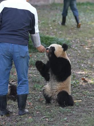 喝完盆盆奶开始吃小竹笋了