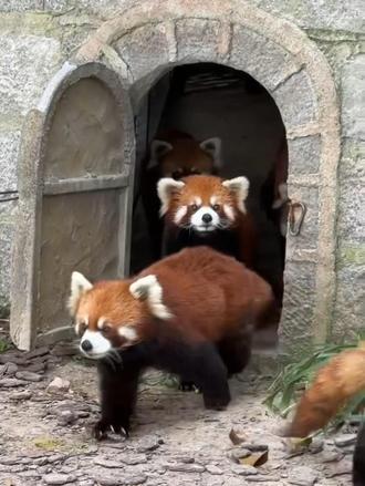 小熊猫们上班了