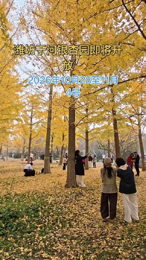 #大眼去旅行[超话]#  潍坊最大银杏叶生态园明日免费开园