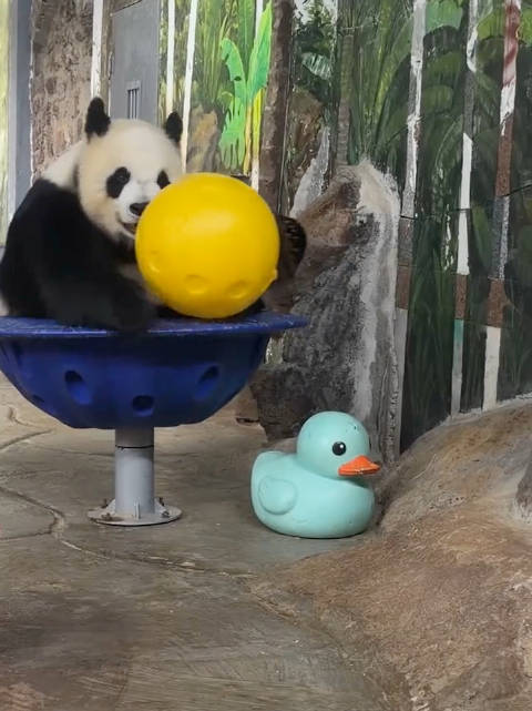 贡贡：万物皆可上转锅   ​​​