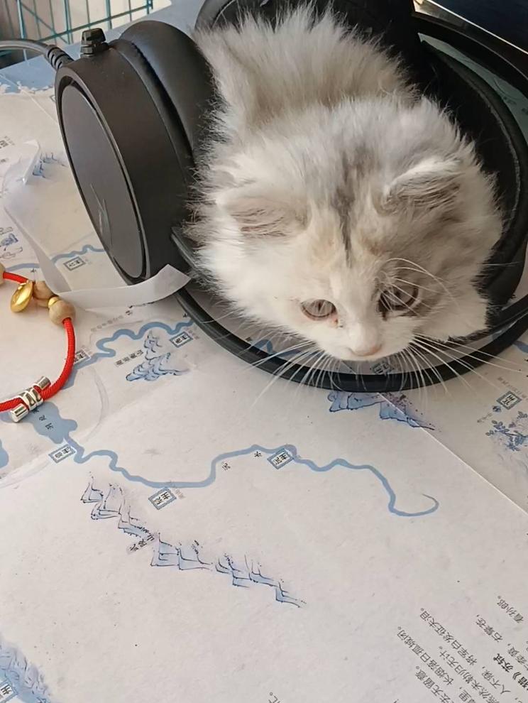 猫咪戴上耳机，像个小音乐家🎶🐱