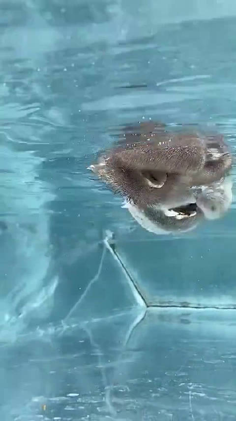 看看骆驼是这么喝水的。[挖鼻]  ​​​