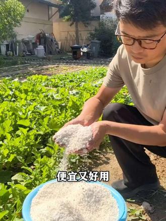 在家种菜让蔬菜长势更好，吃着也放心