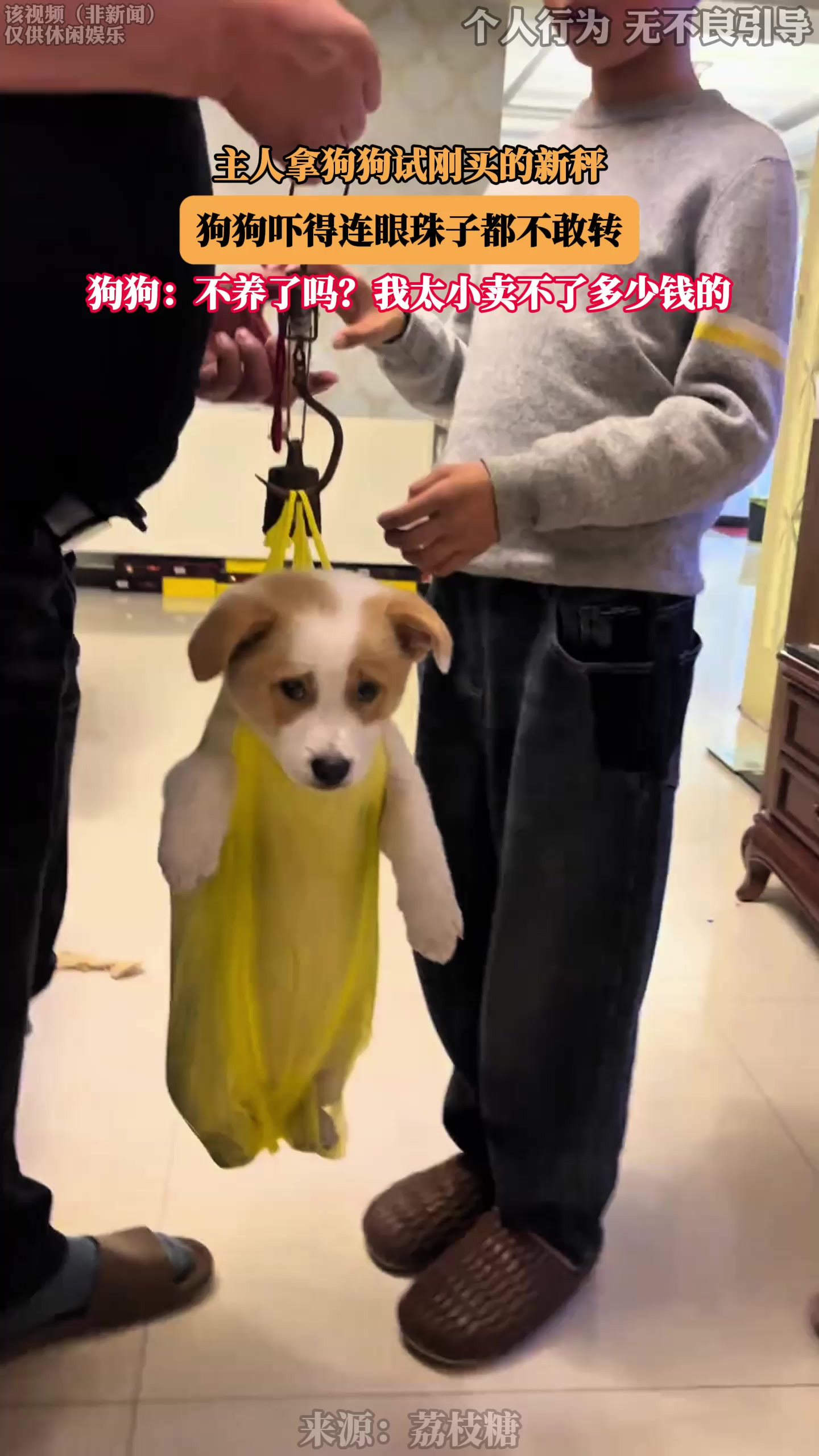 主人拿狗狗试刚买的新秤，狗狗吓得连眼珠子都不敢转